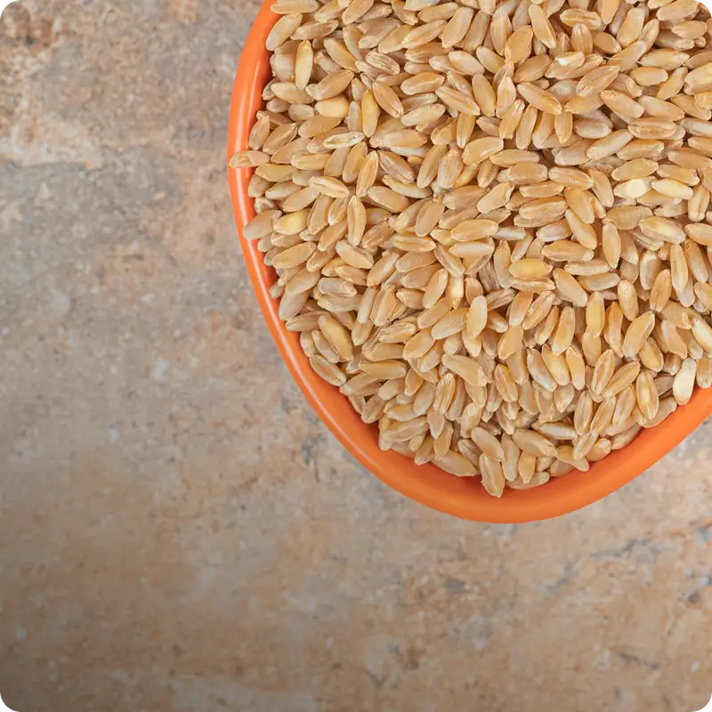Barley Malt